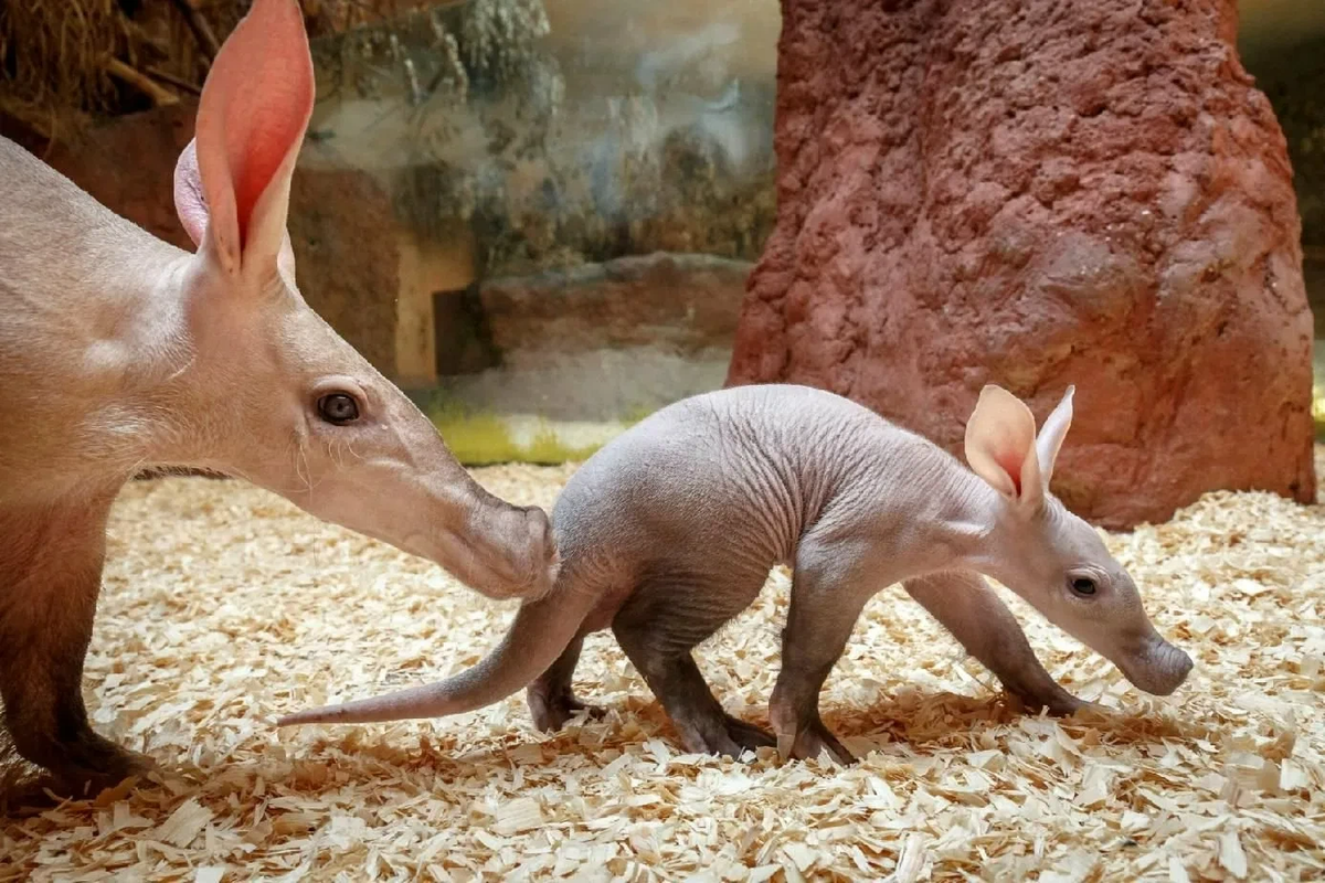 враги трубкозуба. голландские колонисты называли его земляной поросенок. трубкозуб описание животного. голландские колонисты называли его земляной поросенок. трубкозуб (земляной поросёнок).