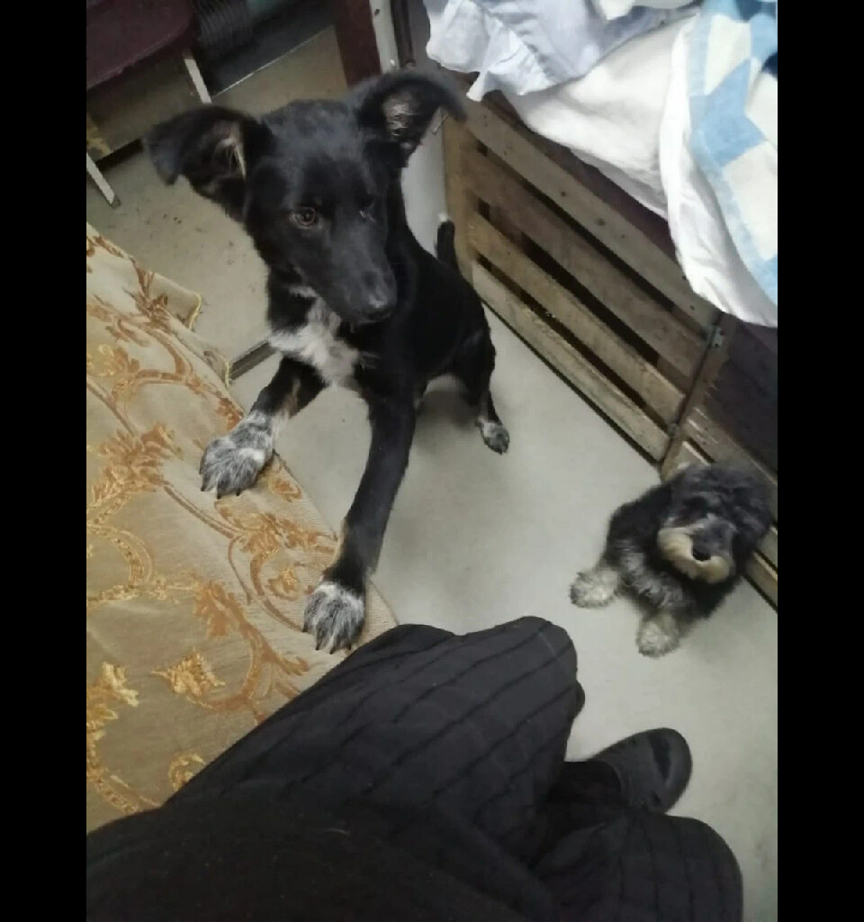 кот и пес территория надежды дзен