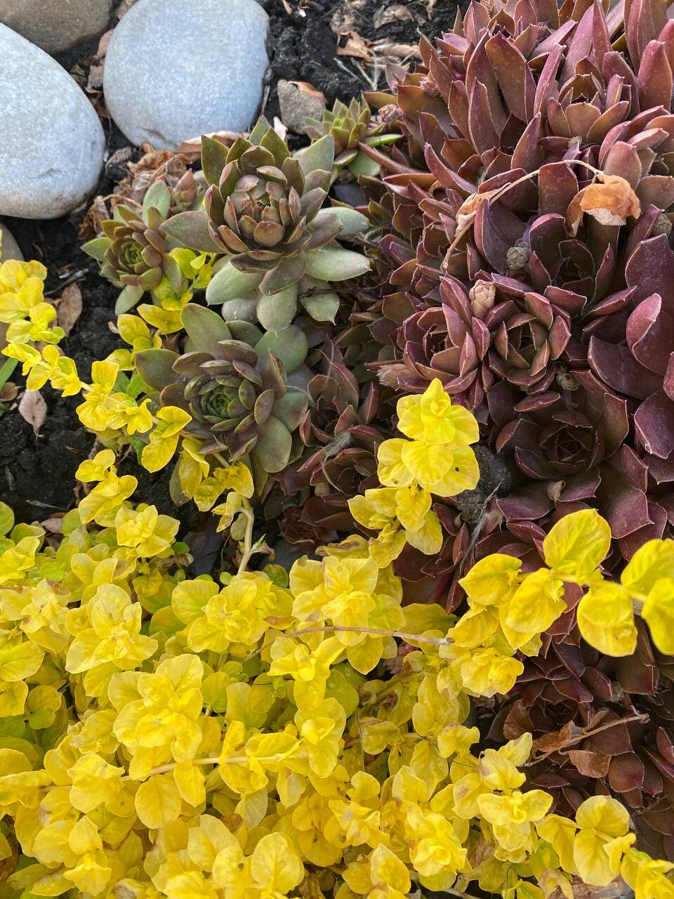 Вербейник монетчатый и молодило ☀️ Красивое сочетание 💛 Всё есть в ...