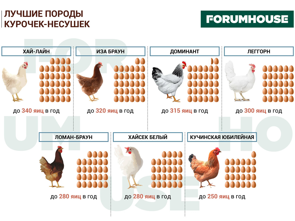 Породы кур яйценоскость в домашних условиях. Самые яичные породы кур несушек. Курица яйценоской породы. Самая яйценоская порода курей. Самые продуктивные куры несушки.