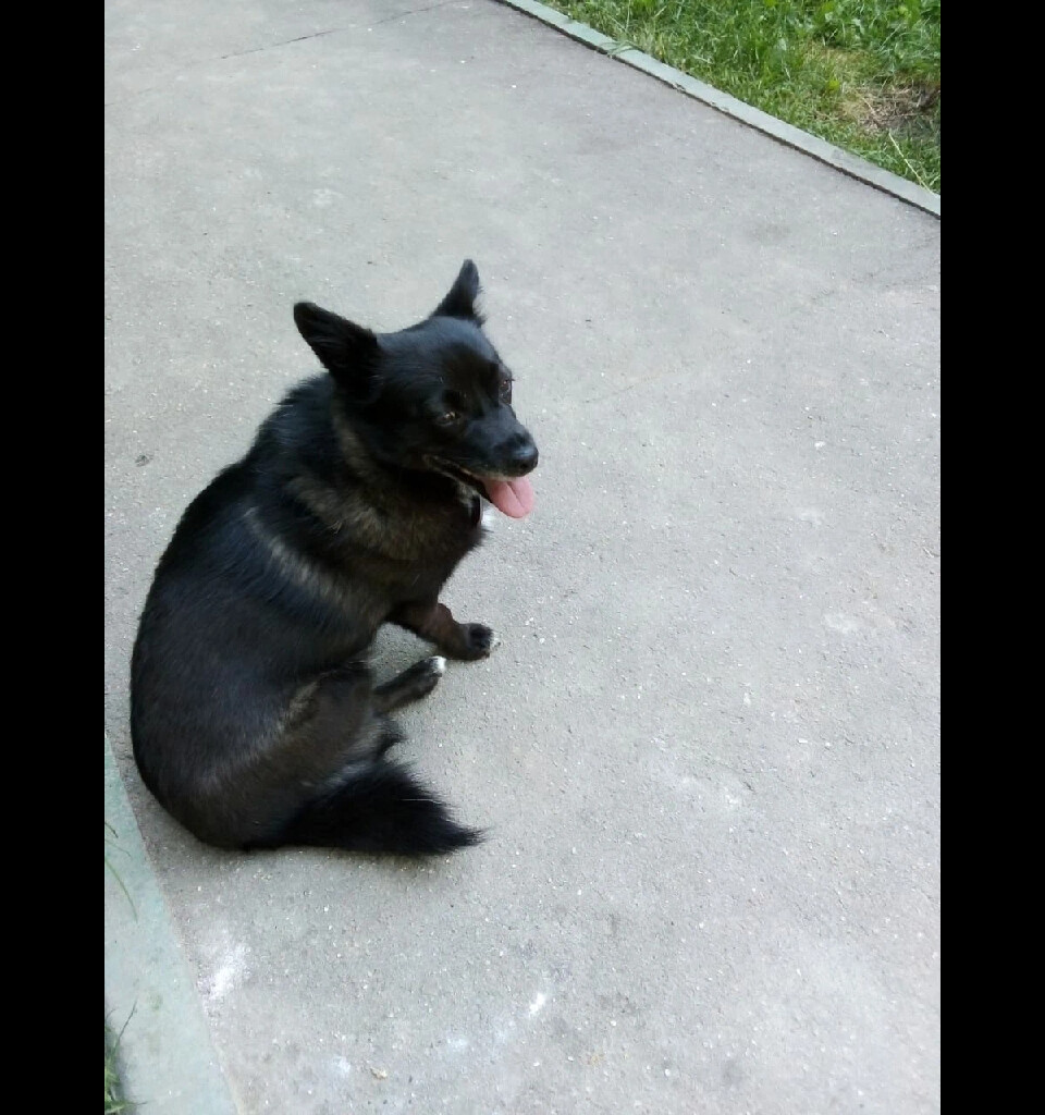 кот и пес территория надежды дзен