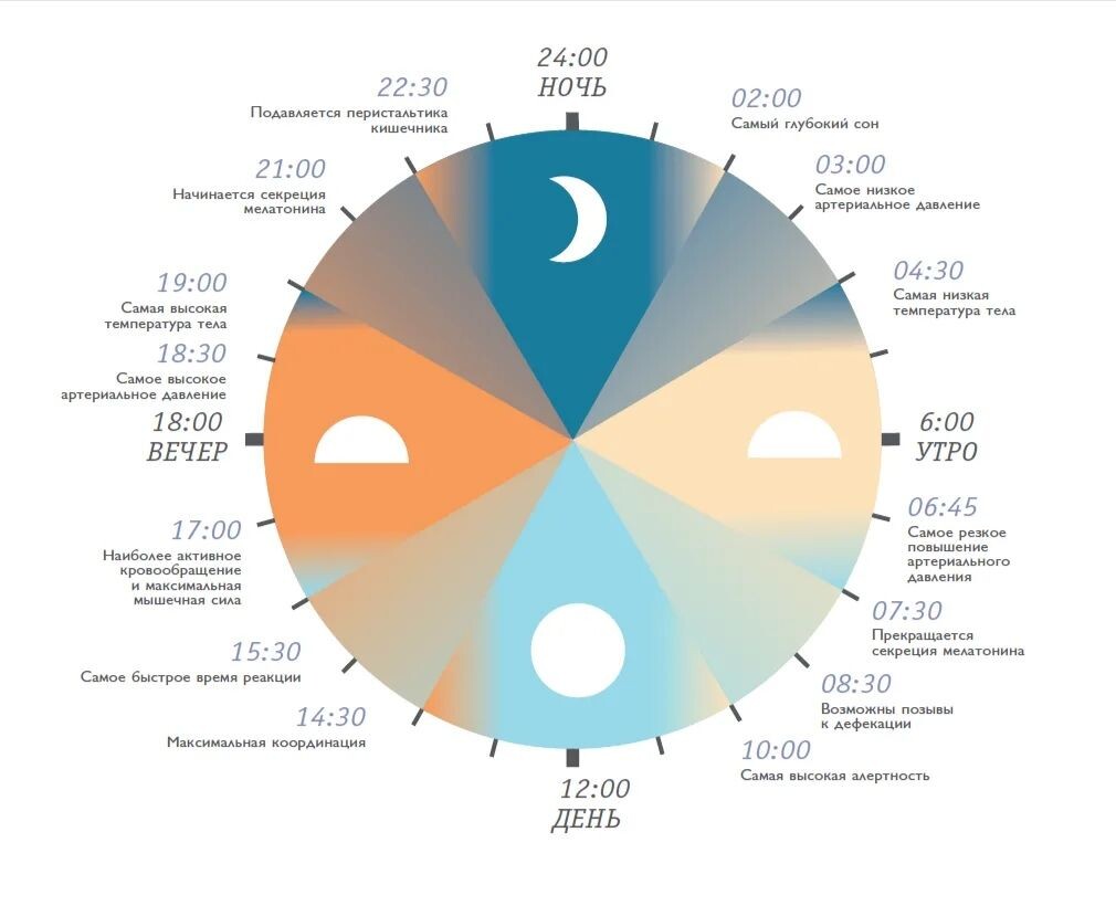 Циркадный цикл у человека