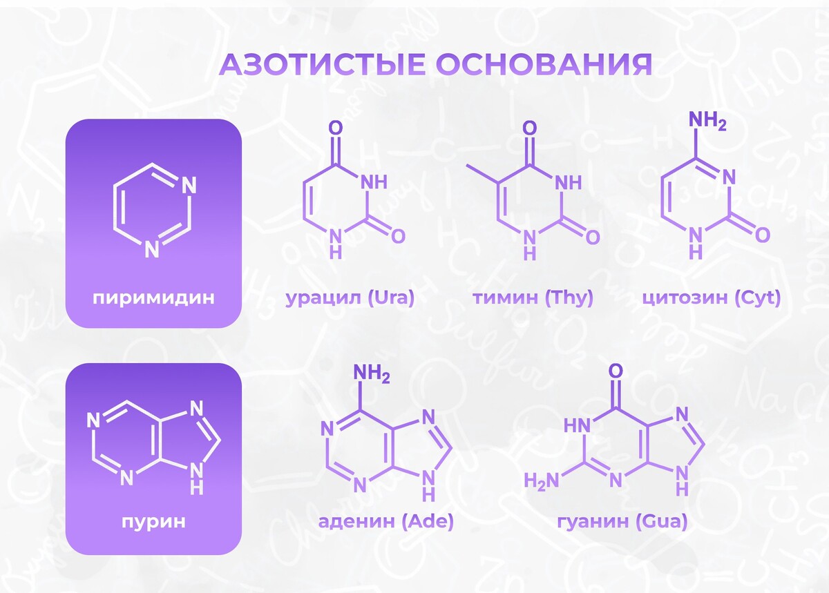 Урацил входит в состав. Гетероциклические основания, входящие в состав РНК.. Гетероциклические основания не входящие в состав РНК. Содержит химические канцерогены, похожие на азотистые основания;.