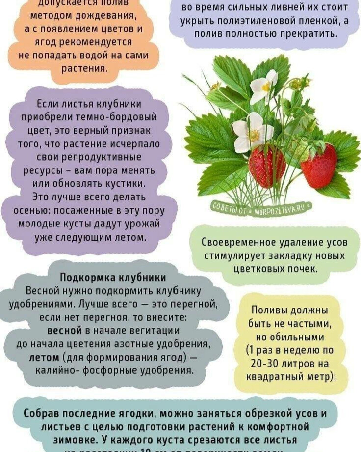 Схема подкормки клубники весной