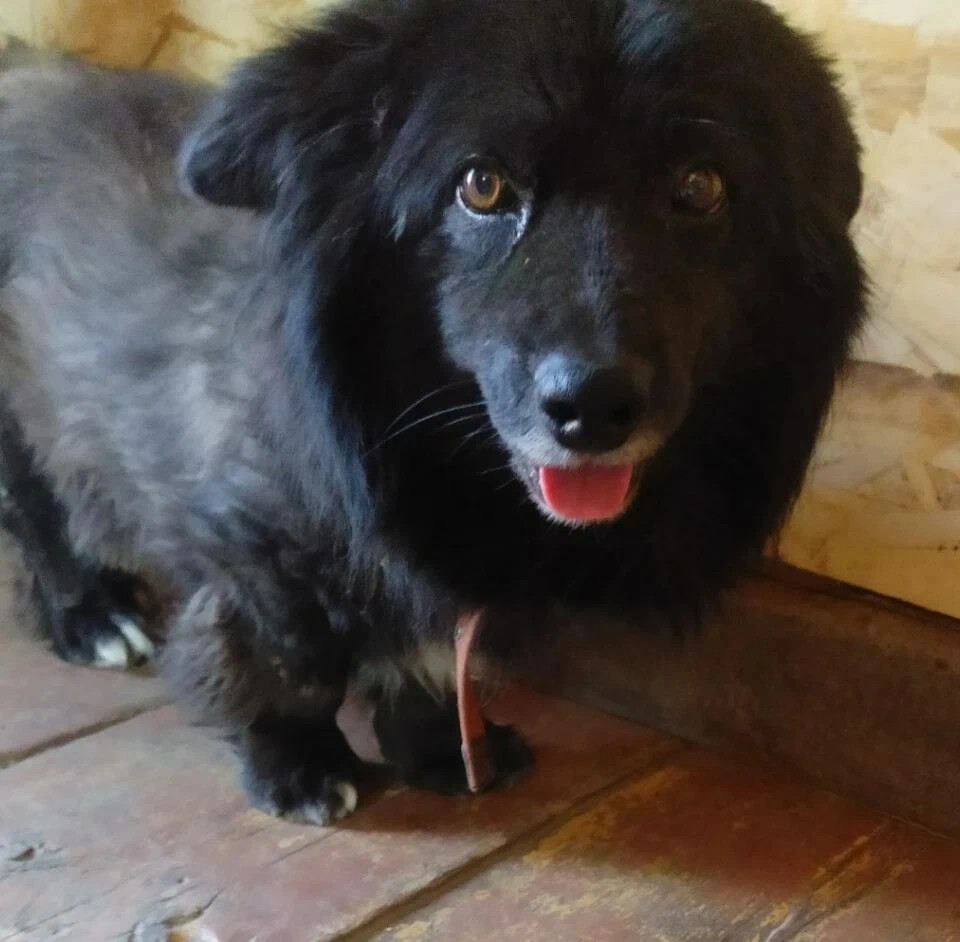 новости про собаку сегодня. хабаровск приют для бездомных собак. кот и пес приют территория надежды бурятия. кот и пес приют территория надежды бурятия. кот и пес приют территория надежды бурятия.