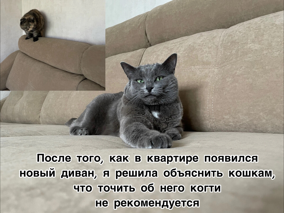 Кот ругается с хозяином из за дивана