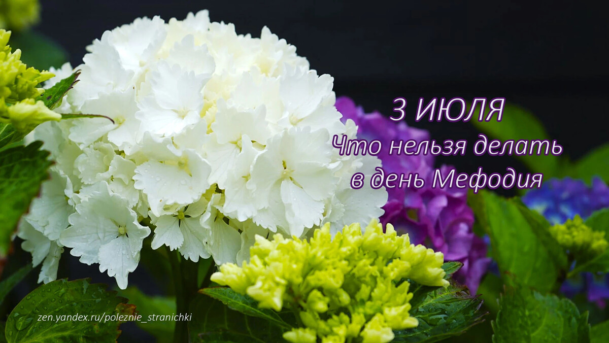 Приметы на 3 июля. 3 Июля день Мефодия. 3 Июля день Мефодия перепелятника.