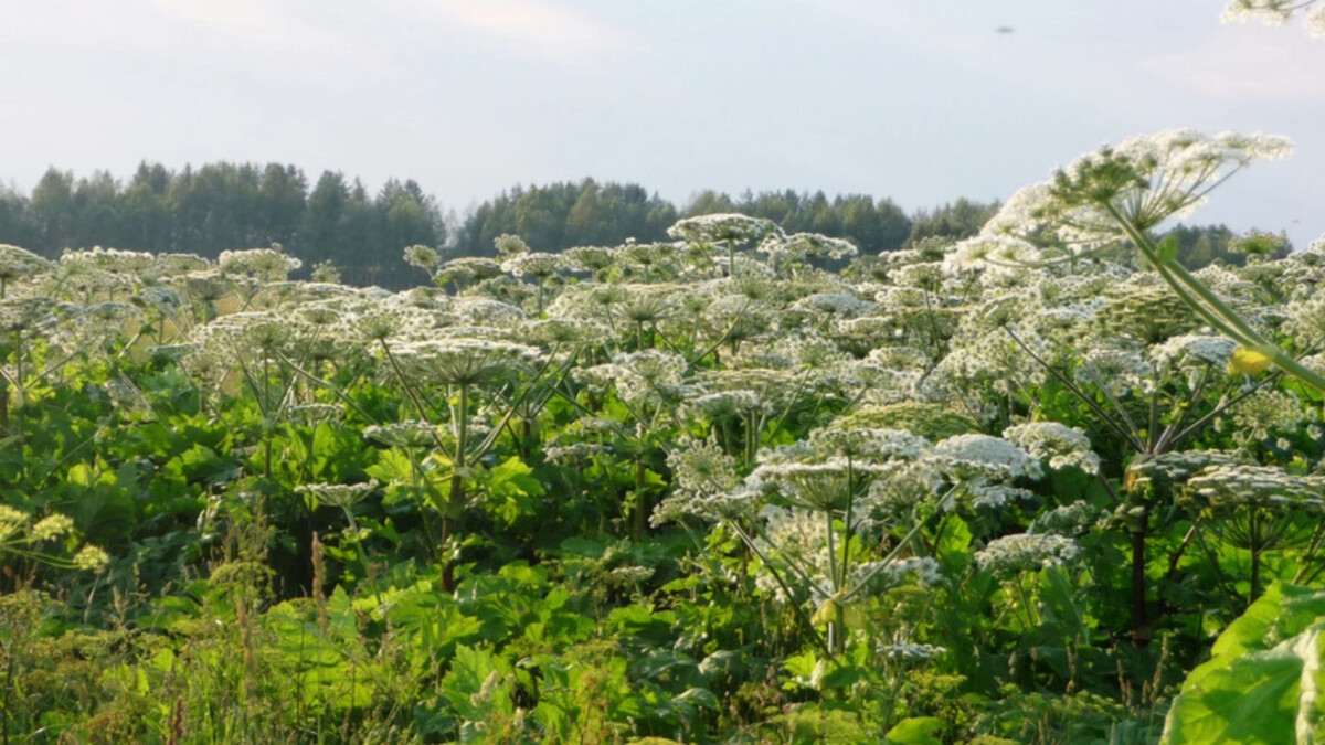 Борщевик сосновского. Борщевик сосновского заросли. Заросших борщевиком. Борщевик сосновского поле. Борщевик 3 метра.