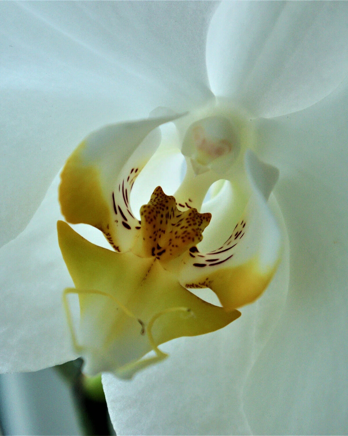 Цвести 2 лицо. Крупные орхидеи. Орхидея белая крупная.