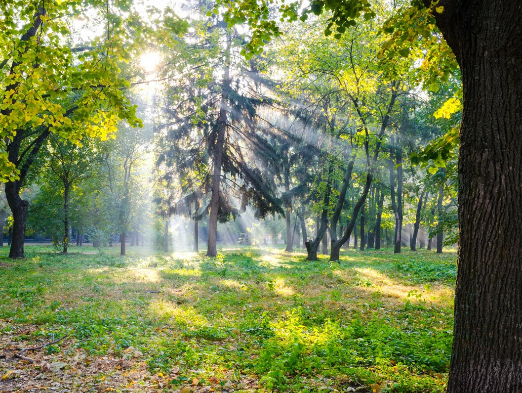 Красивнйшая весенняя природа. Парк городской сад краснодар. Краснодар ротонда парк. С добрым утром парке. С добрым утром парке.
