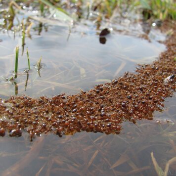 lazy_smart_crop_356x356