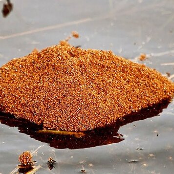 lazy_smart_crop_356x356