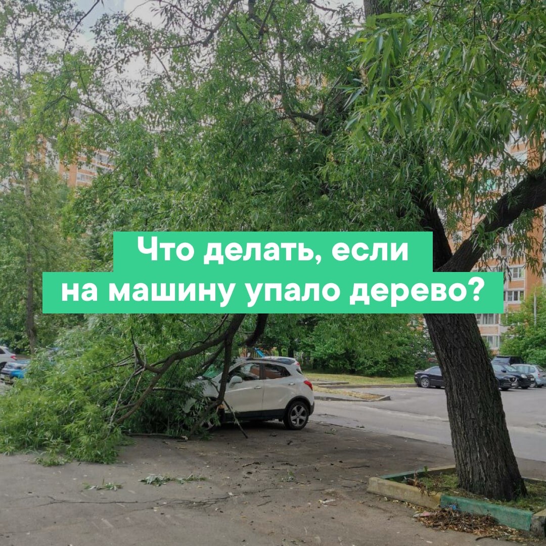 Дерево упало на авто. Если упало дерево куда обращаться. Дерево упало на авто. Дерево упало на машину в москве. Что делать если на человека упало дерево.