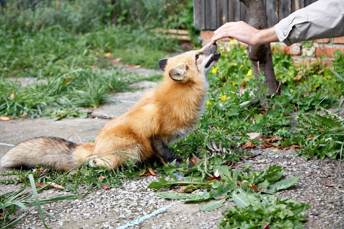Лена лихачева оператор лисы. Домашние лисята. Лисов можно приручить. Одомашненная лиса. Лиса коликотт.