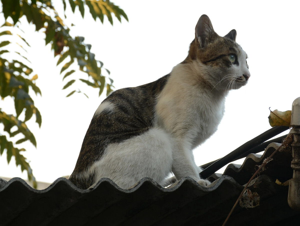 Коты на которых. Кот на крыше. кот полосатый на крыше. коты на крыше картинки. кошка сидит на дереве.