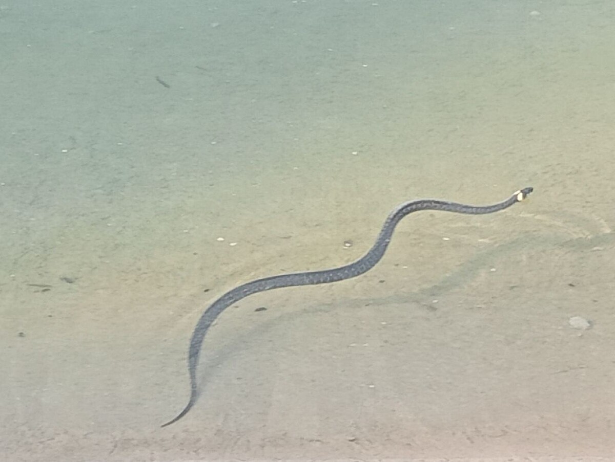 Гадюки плавают в воде или нет. Какие змеи плавают в воде.