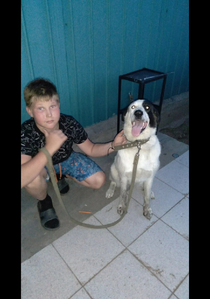 кот и пес территория надежды дзен