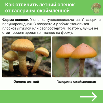 Галерина окаймленная как отличить от опят - Арт Минск.ру