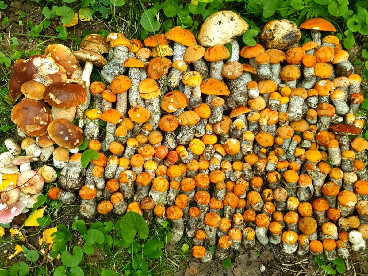 Какие грибы сейчас пошли