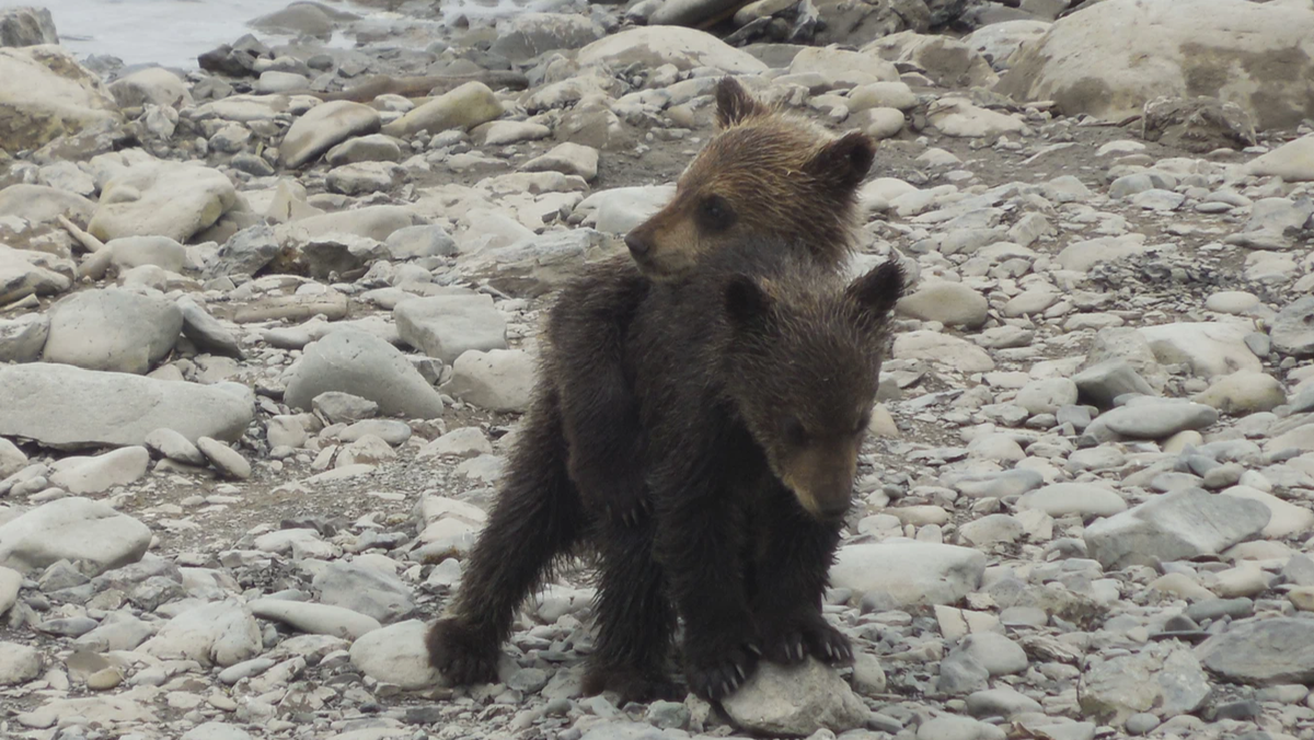 Bear present. Дальний Восток.