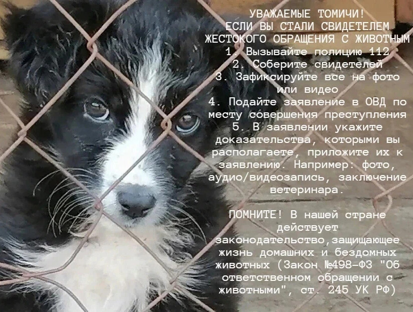 Благотворительный фонд тотошки. Это чудо благотворительный фонд логотип. Территория добра. Организация по защите животных. Благотворительный фонд тотошки.