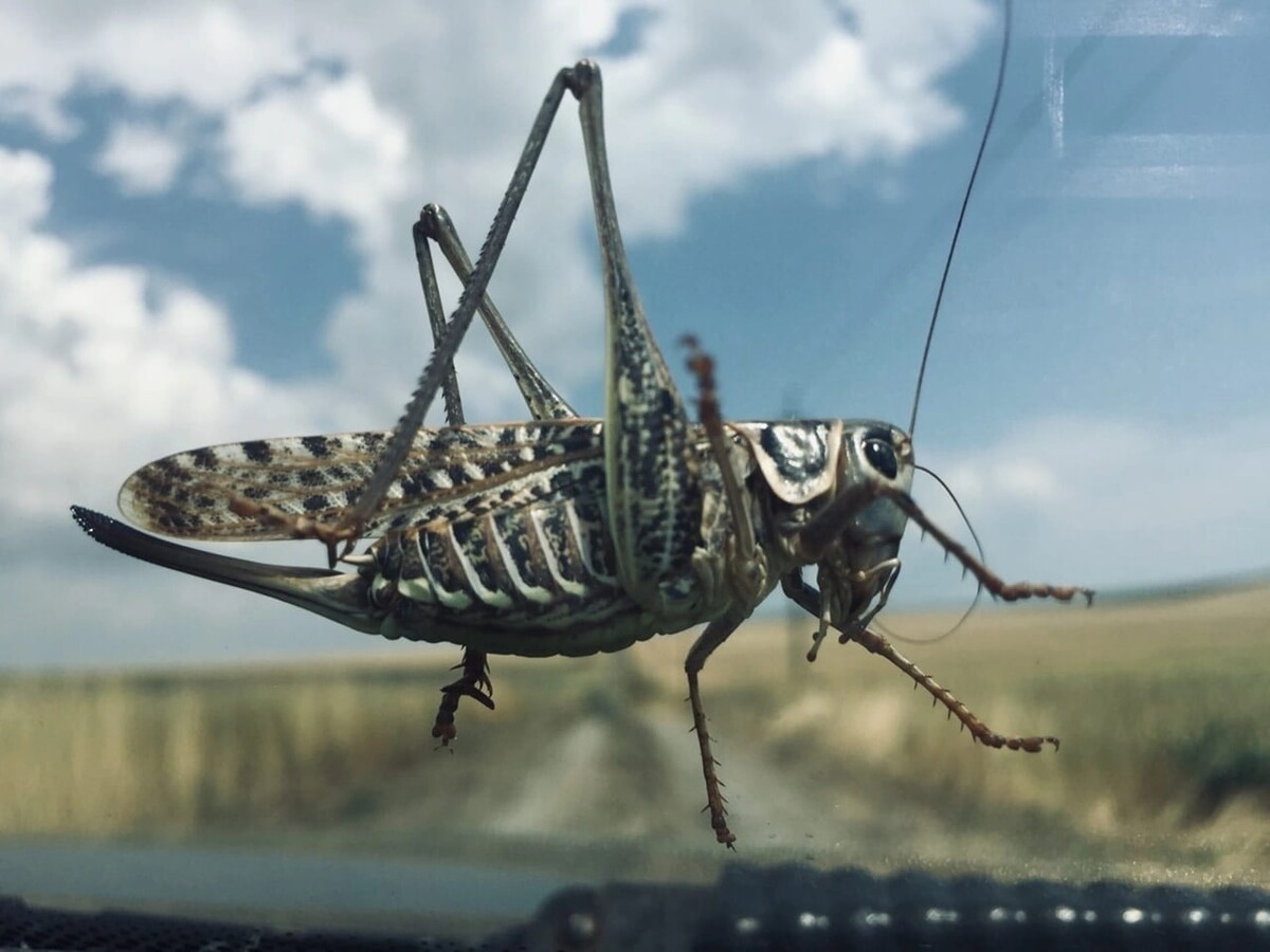 Мароккская саранча фото