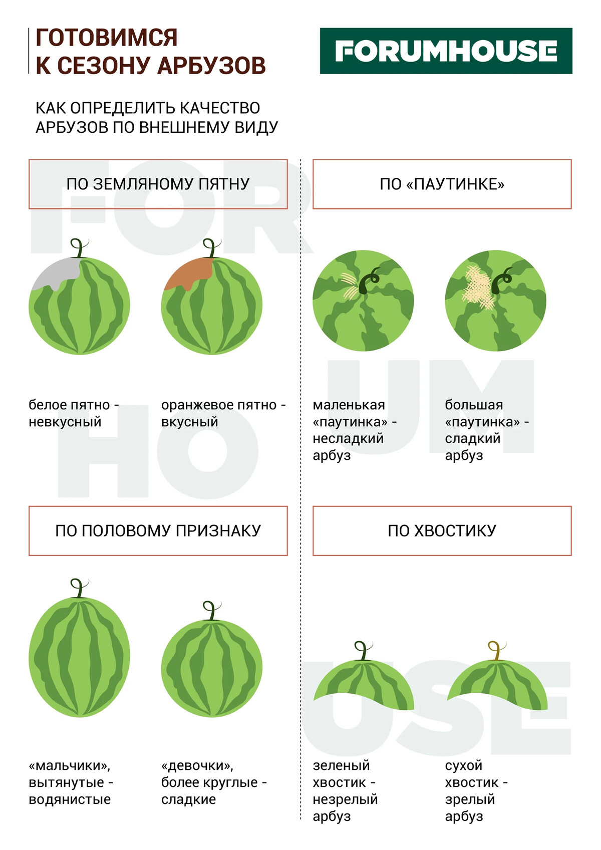 Спелый арбуз признаки как выбрать и сладкий с фото