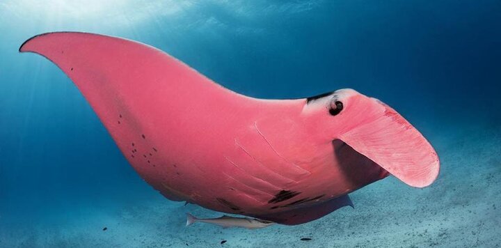 lazy_smart_crop_720x356