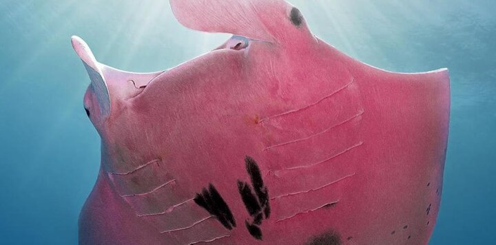 lazy_smart_crop_720x356