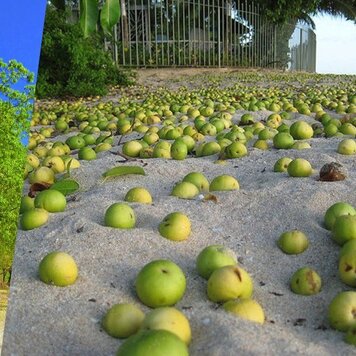 lazy_smart_crop_356x356