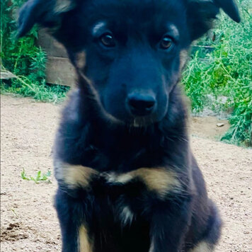 кот и пес приют территория надежды бурятия