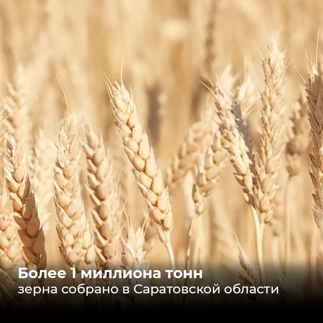 Херсонская область кластер для хранения аграрии. Сорт алексеич озимая пшеница. Саратовская область урожайность. Саратовская область урожайность. Саратовские аграрии.