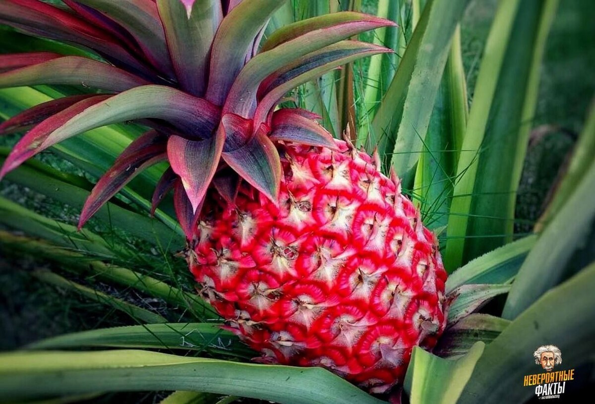 ананас пальмович. ананас, коста-рика. королевский ананас. сорт ананаса куин. ананананананнананананас.