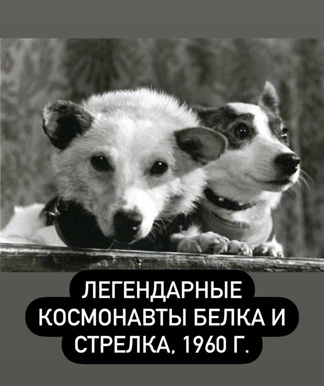 Фотки белки и стрелки. Белка и стрелка космонавты. Белка и стрелка 1960. Белка собака космонавт. Белка и стрелка 1960 год собаки.