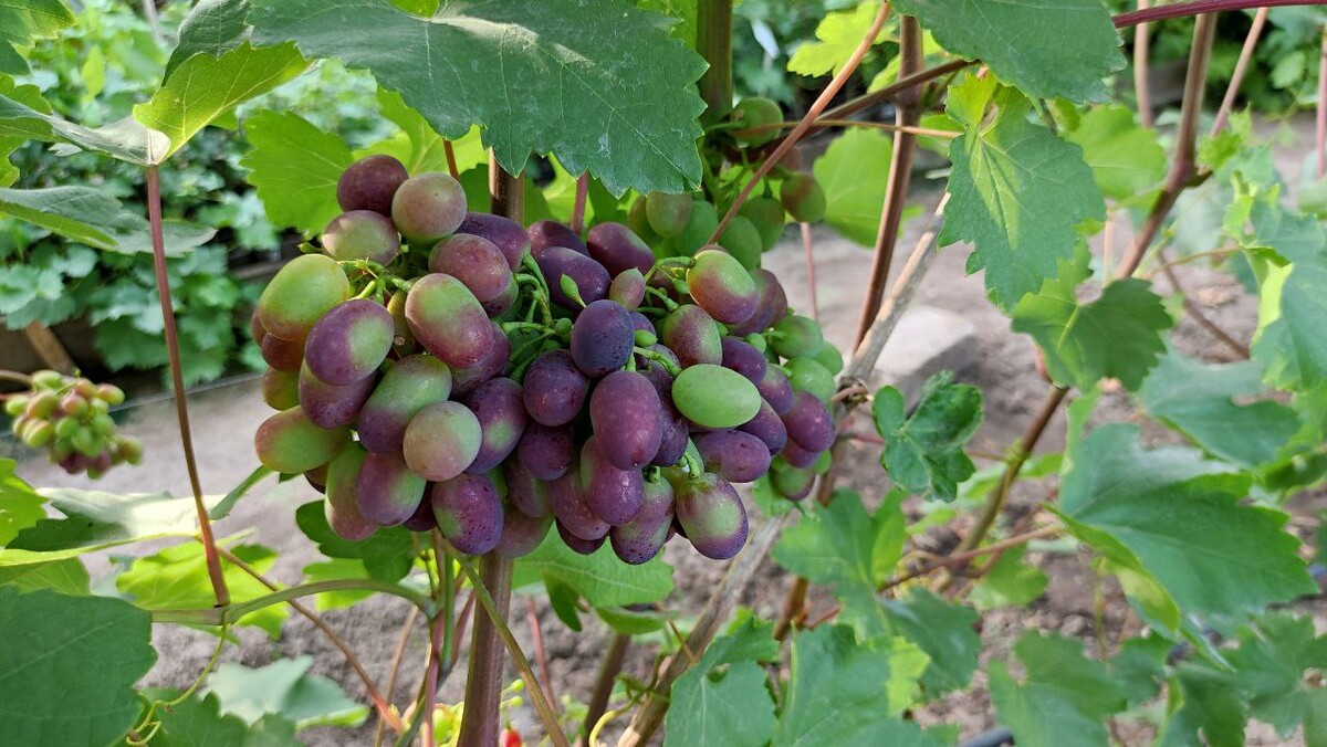 Download Freshly picked green grapes Wallpapers.com