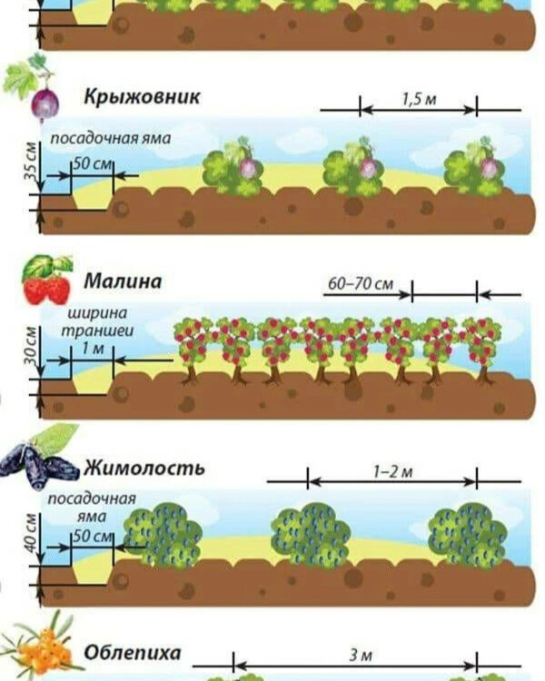 Посадка кустов малины расстояние между кустами. Расстояние между кустами. Расстояние между растениями при посадке. Расстояние между кустами винограда при посадке. Какое расстояние должно быть между малиной.