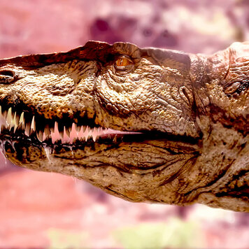 lazy_smart_crop_356x356