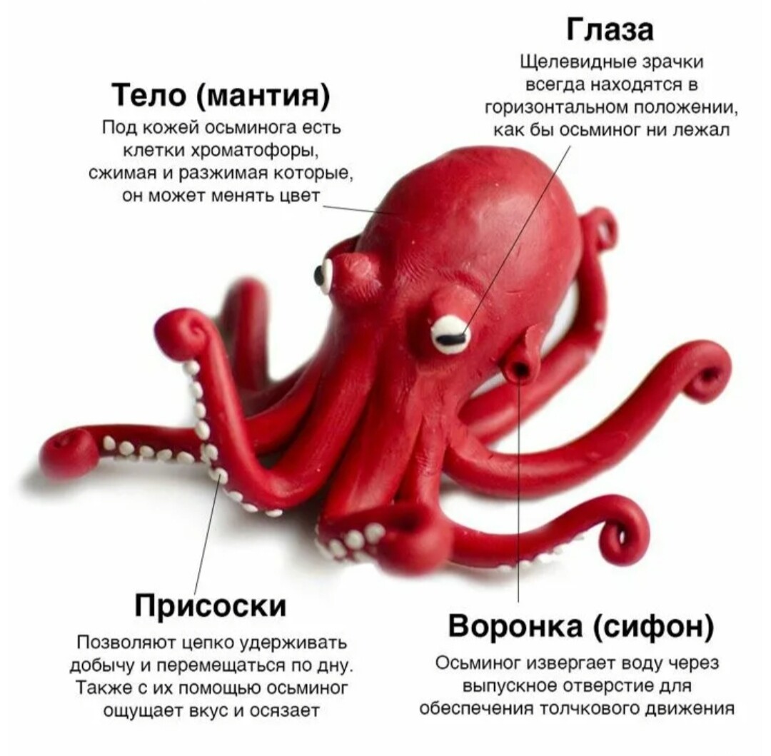 октопус вульгарис. как правильно пишется осьминог. интересные факты о головоногих моллюсках. доклад про осьминога. осьминог.