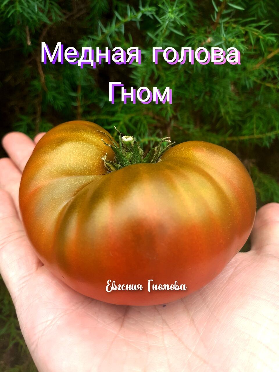 Томат Гном медная голова