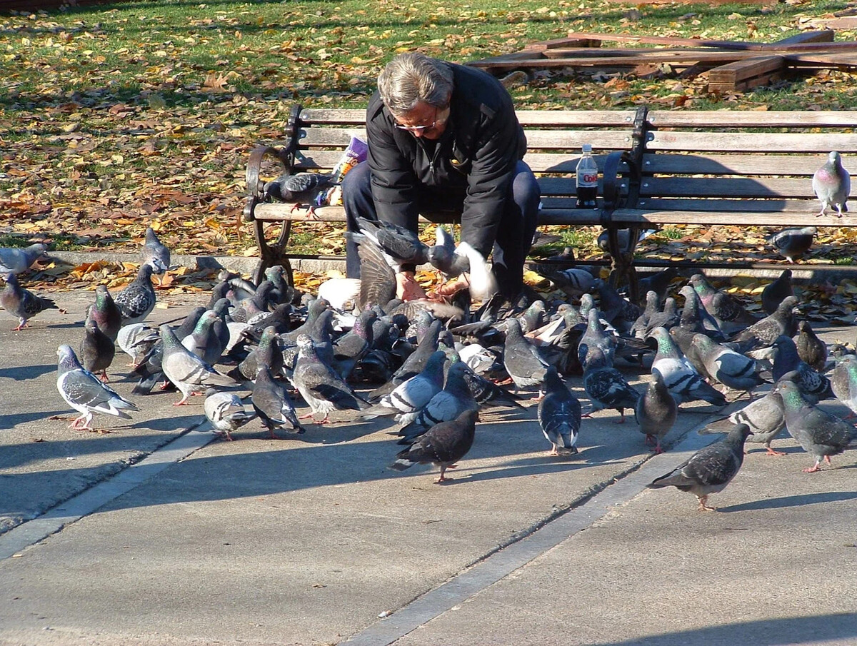 голуби в парке