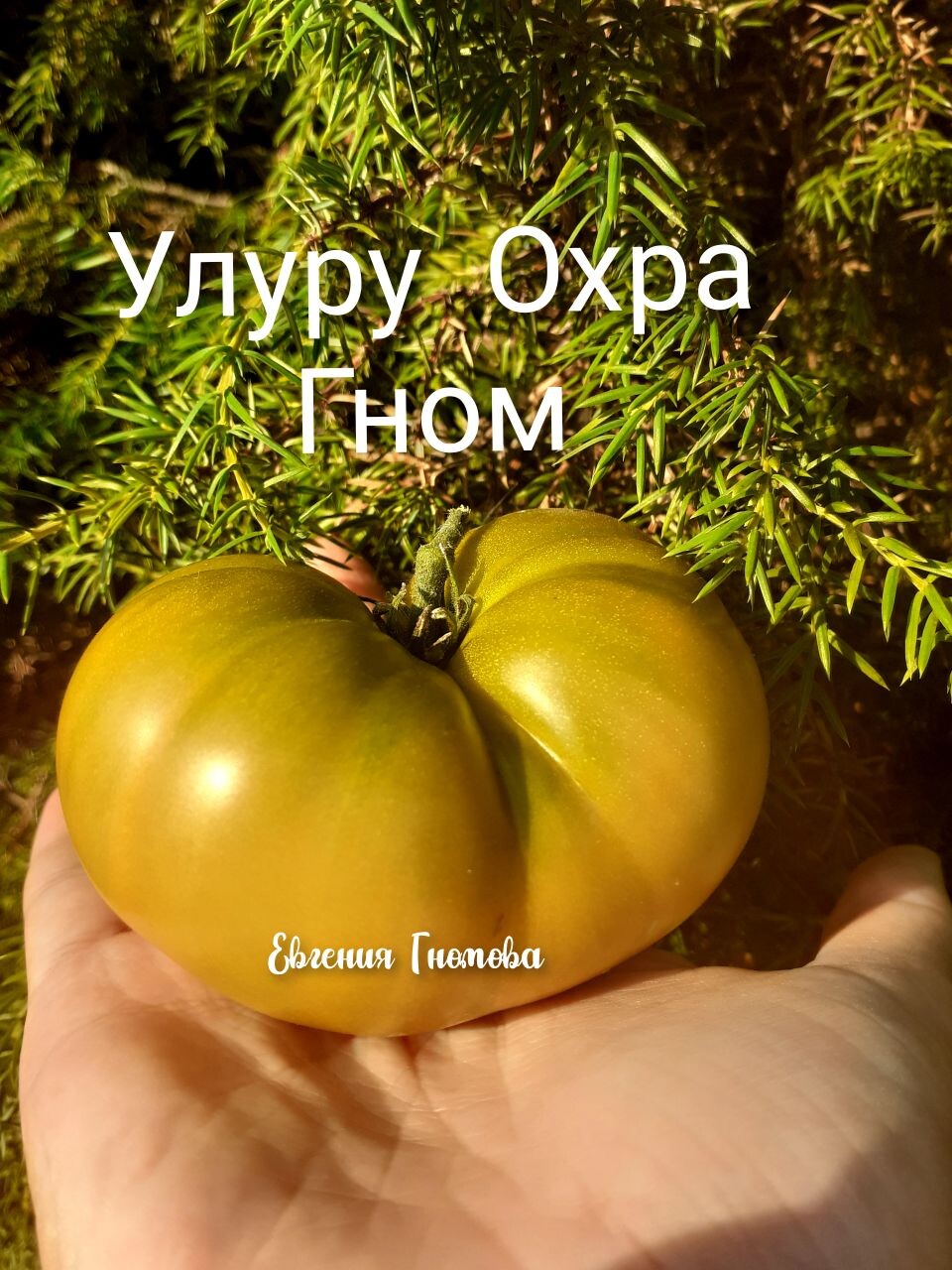 Томат гном улуру охра фото