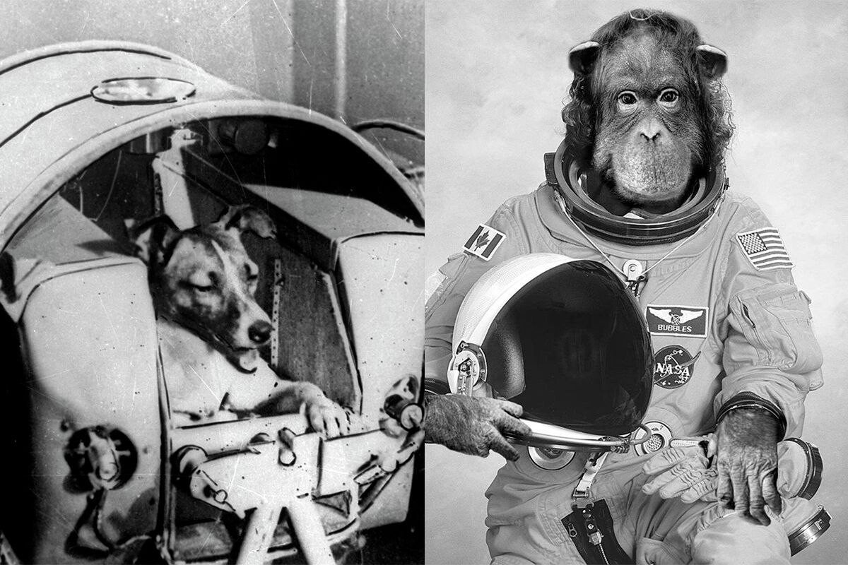 Почему в космос отправляли собак. Собаки и обезьяны в космосе. Первые животные полетевшие в космос.