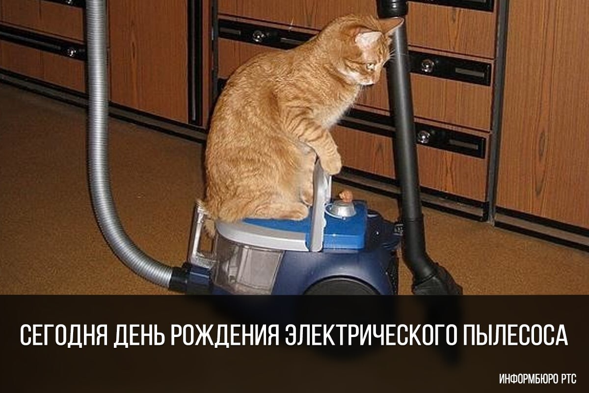Не включай пылесос. Кот и пылесос. Прикольный пылесос. Кот пылесосит. Котенок пылесосит.