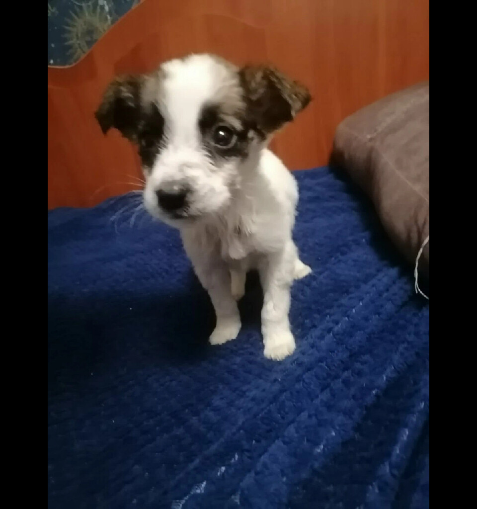 кот и пес территория надежды дзен