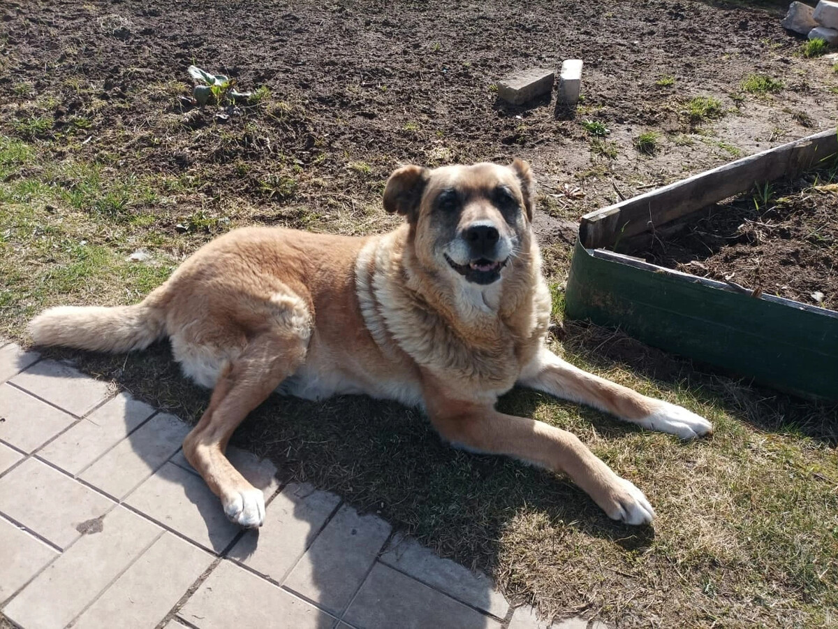 кот и пес территория надежды дзен