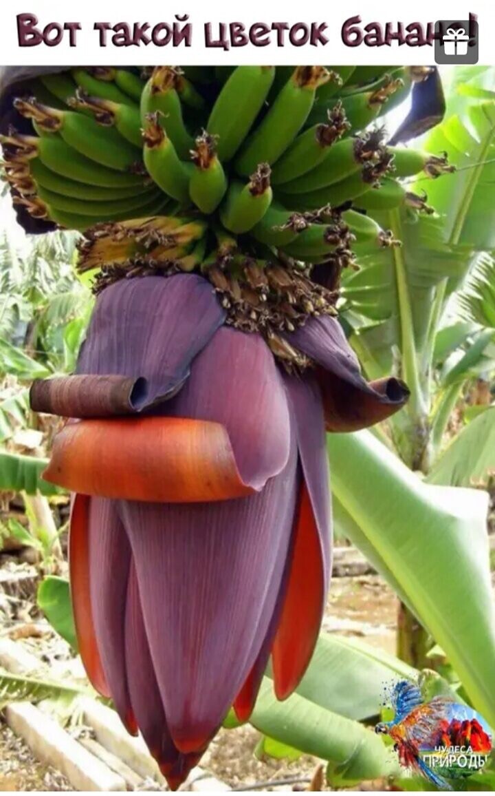 Как цветет банан