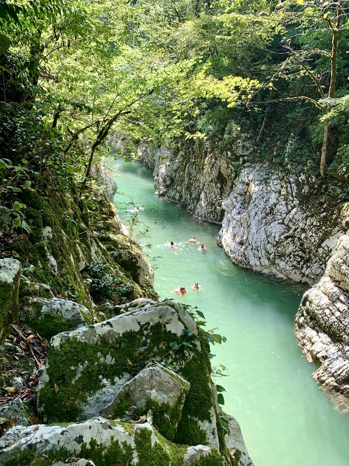 каньон чертовы ворота тисо самшитовая. чертов каньон тисо самшитовая роща. тисо-самшитовая роща и каньон чертовы ворота. чертов каньон тисо самшитовая роща. самшитовая роща и каньон чертовы ворота.