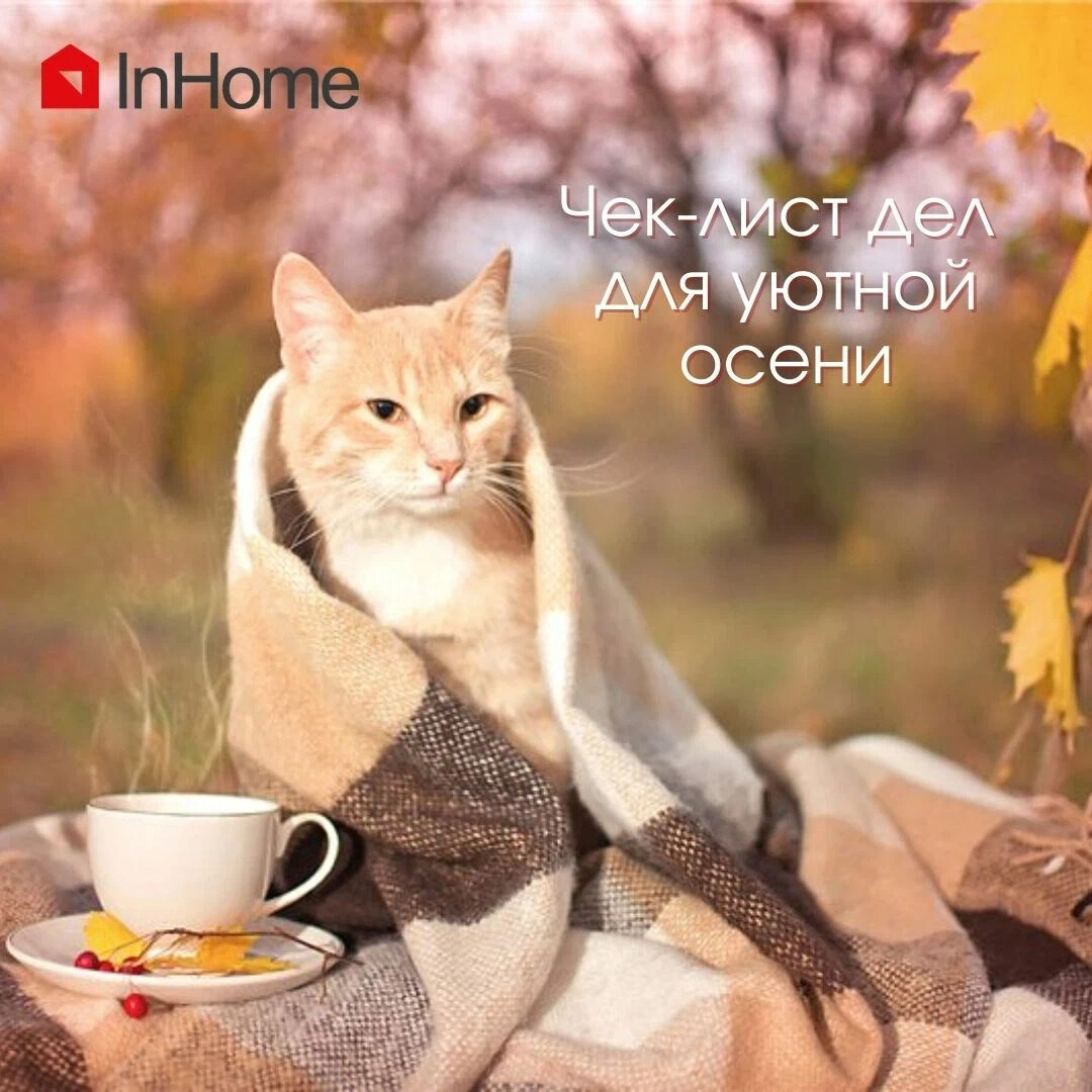 Утренний котик