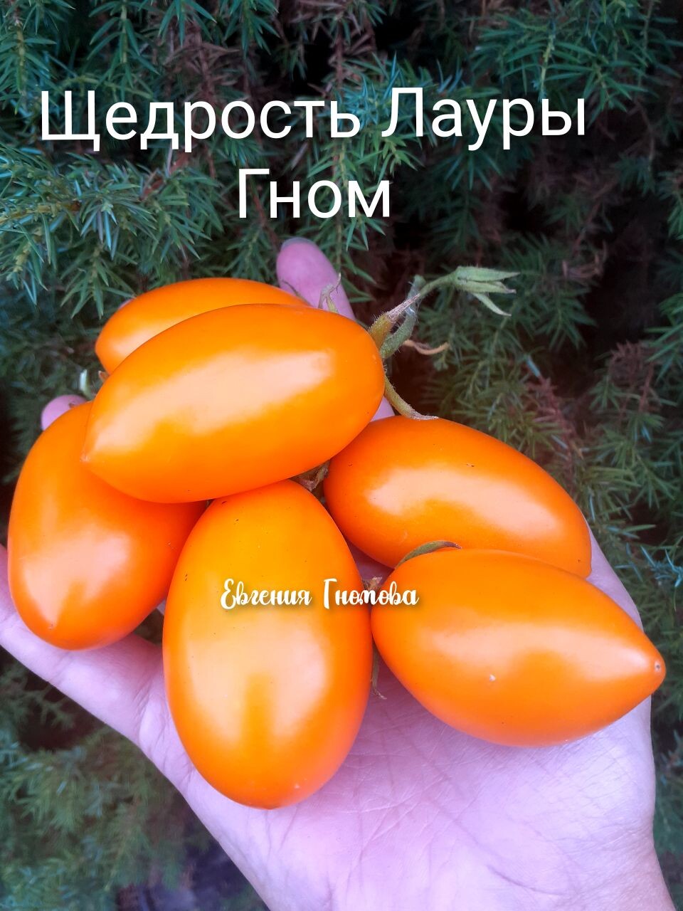 Томат Гном щедрость Лауры. Гном щедрость Лауры. Помидор щедрость Лауры.