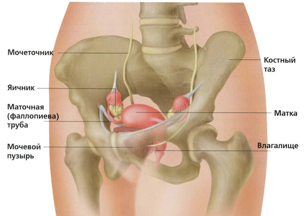 Женские органы малого таза строение в картинках